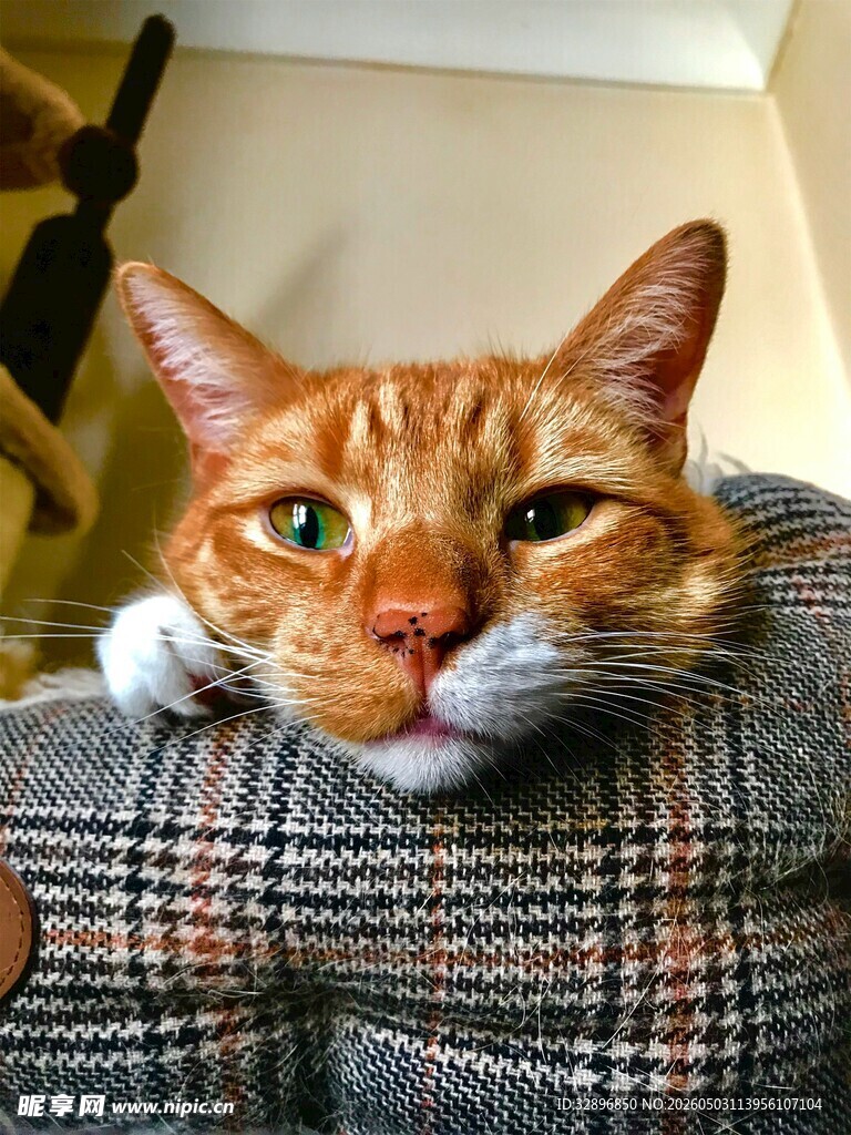橘猫慵懒趴靠沙发