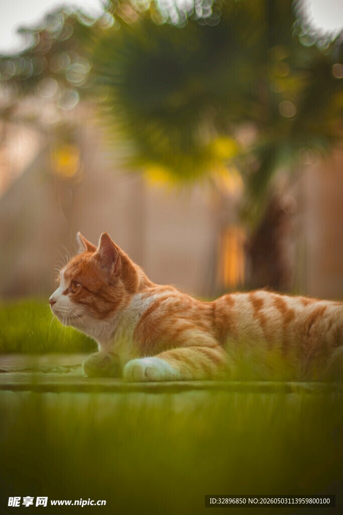 阳光下的橘猫