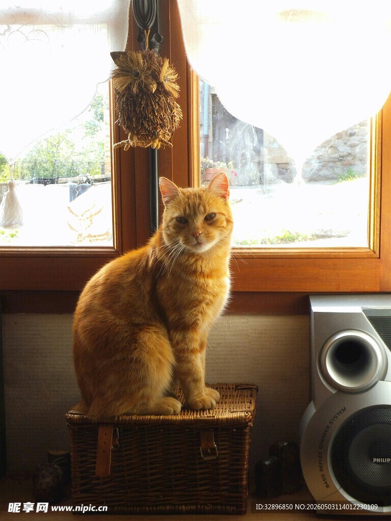 窗边橘猫坐木箱