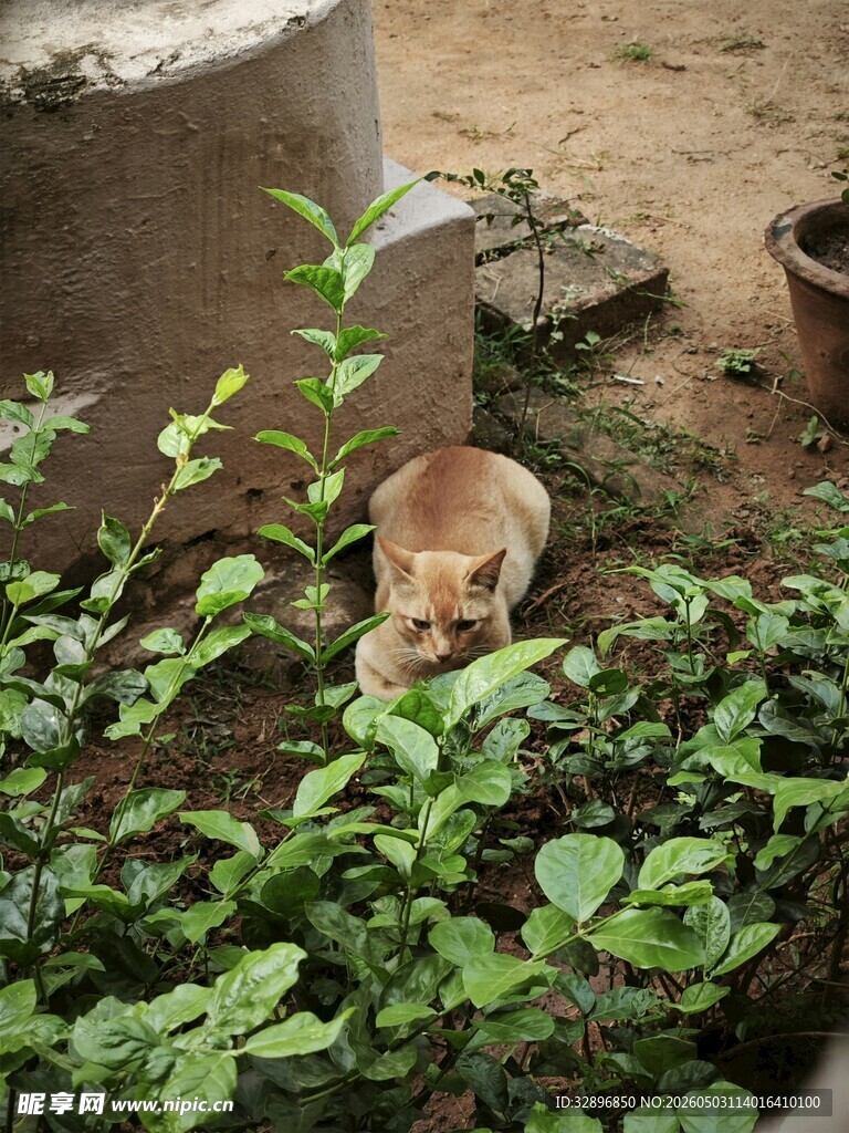 草丛中的可爱猫咪