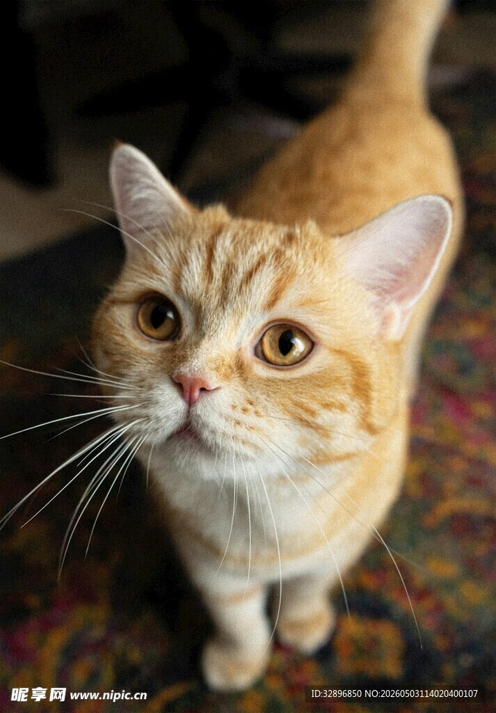 可爱橘猫抬头萌态十足