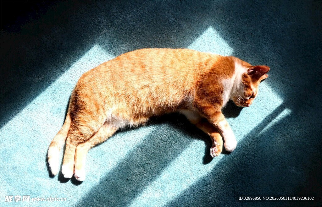 阳光下慵懒的猫咪