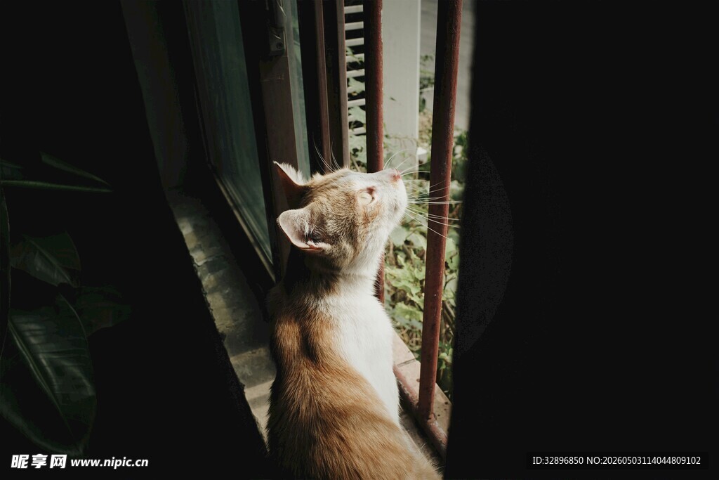 窗边猫咪好奇望向窗外