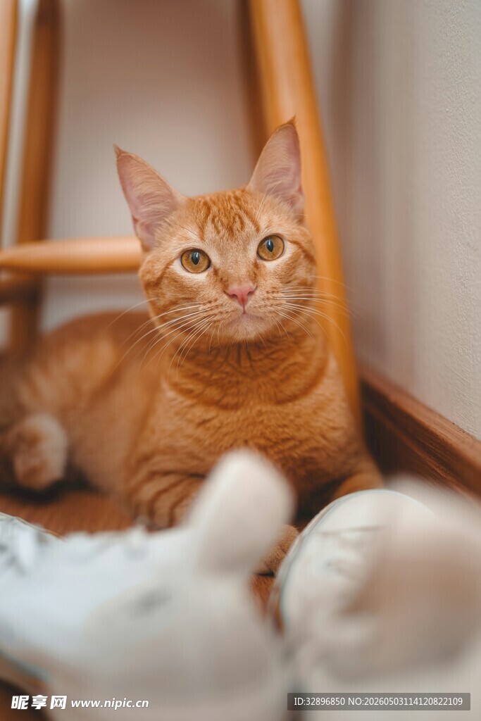 橘猫惬意躺于室内角落