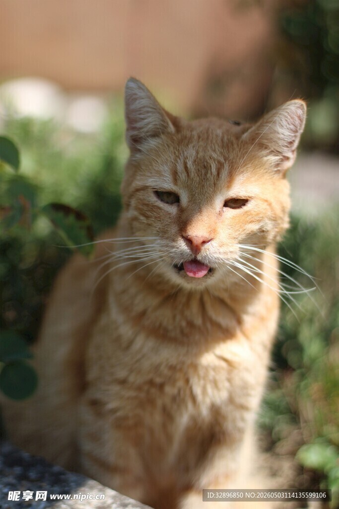 吐舌橘猫的惬意瞬间