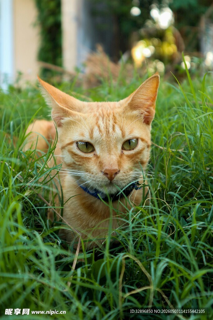 草丛中的橘猫