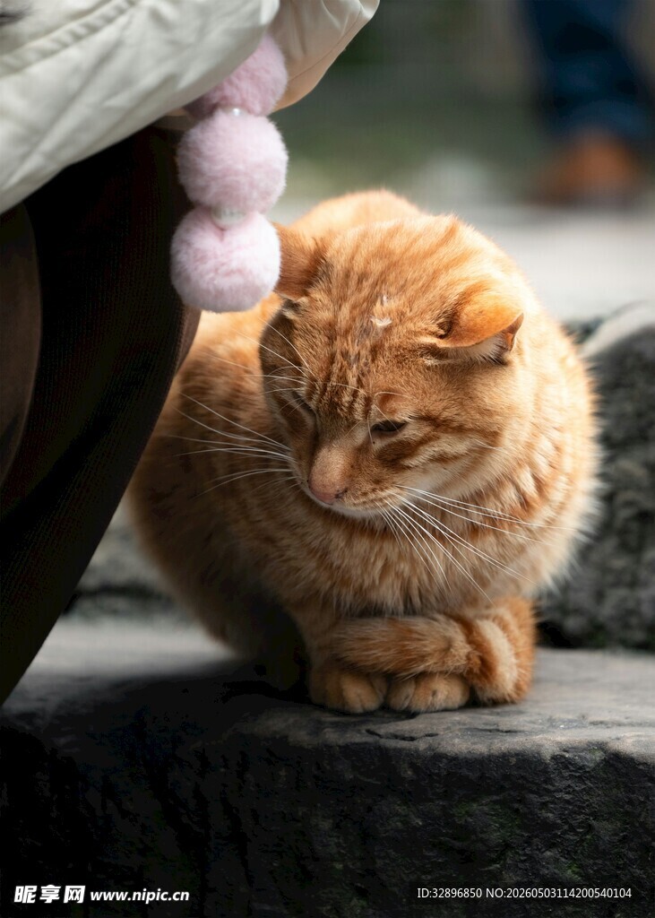 橘猫躲在衣物下的可爱瞬间