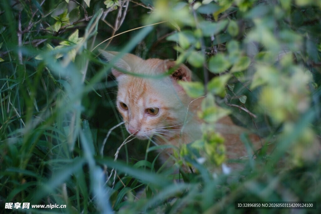 草丛中的橘猫