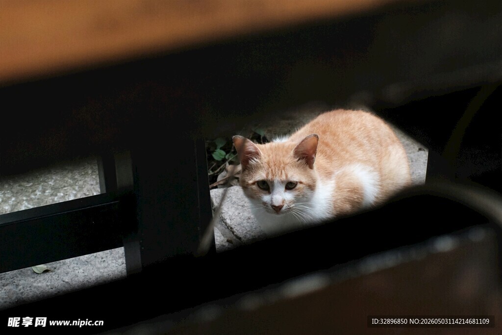 橘猫躲在角落好奇张望