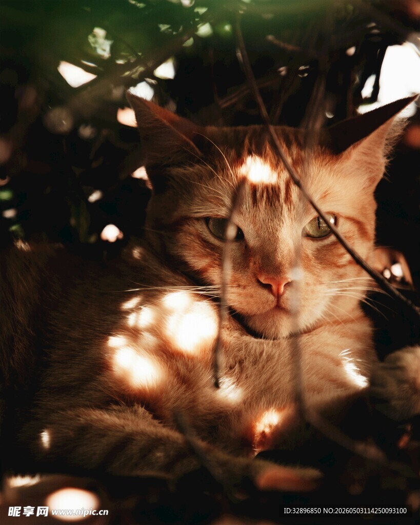 灯光下的可爱猫咪