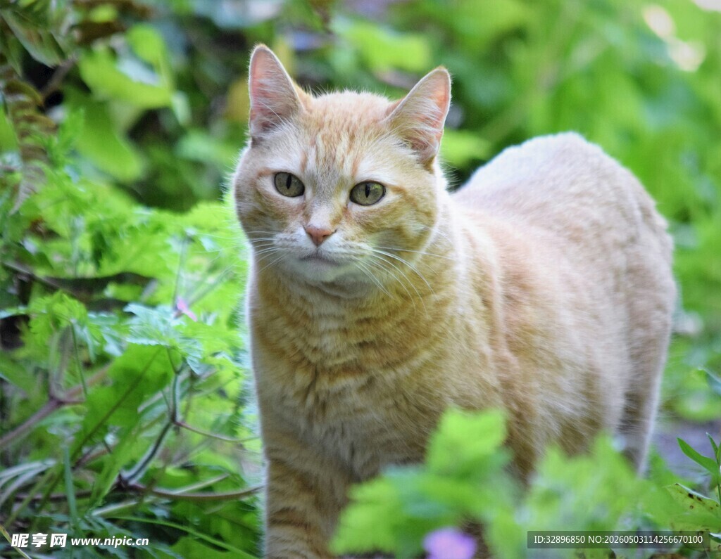 草丛中的橘猫