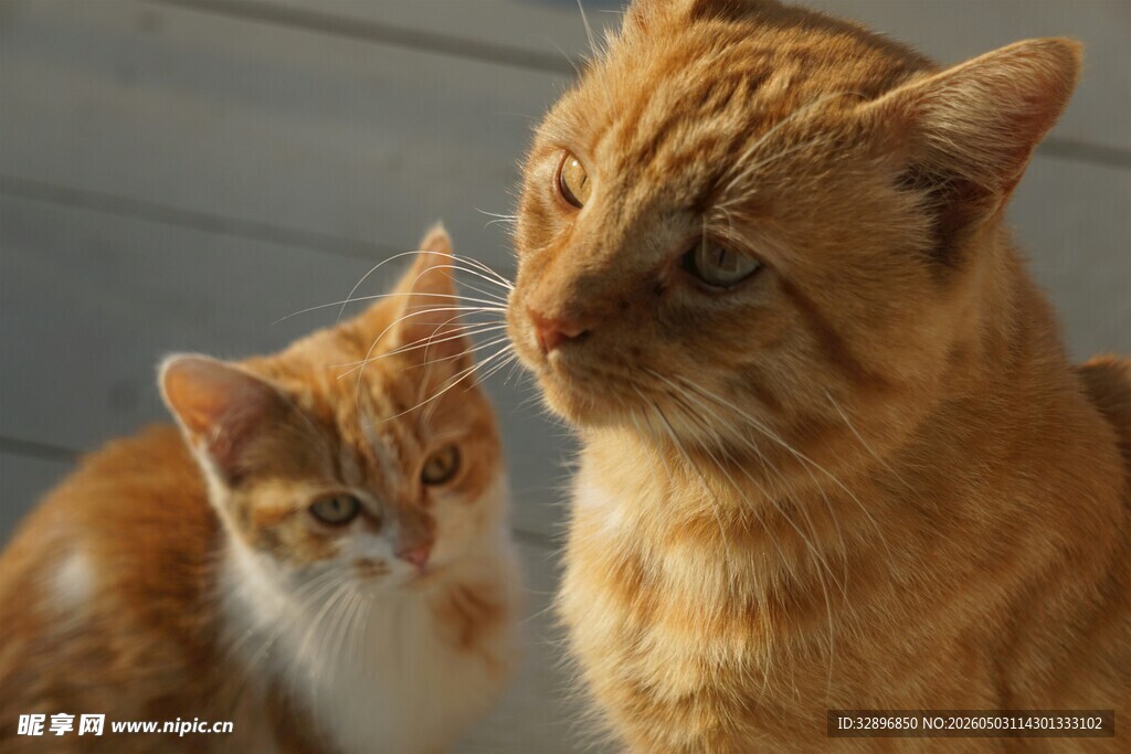 两只可爱猫咪对视瞬间