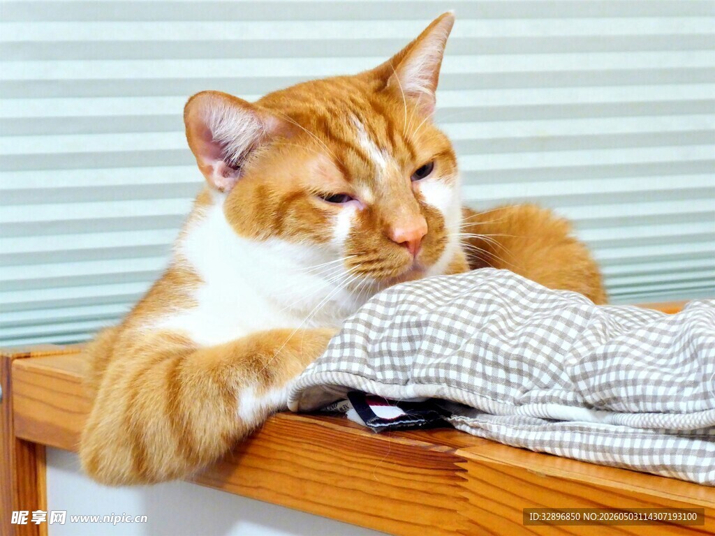 慵懒猫咪惬意躺卧