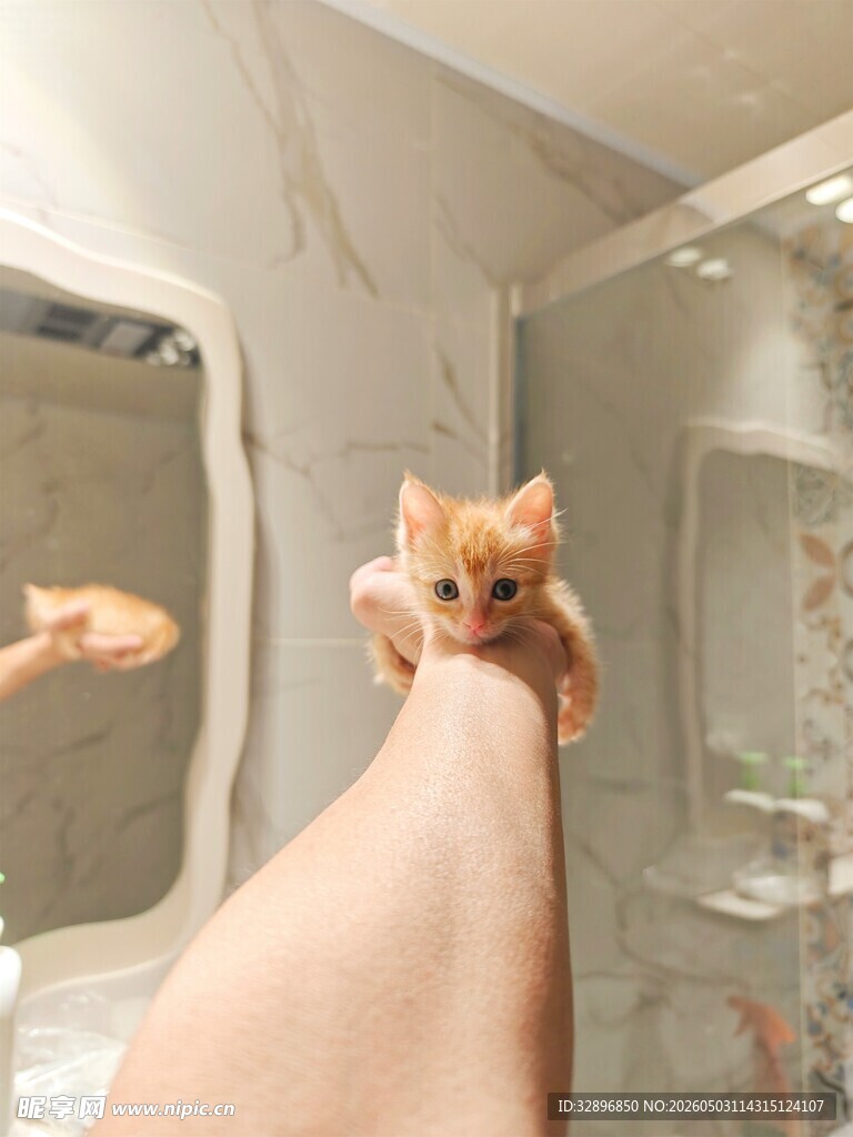 手托小奶猫于浴室镜子前