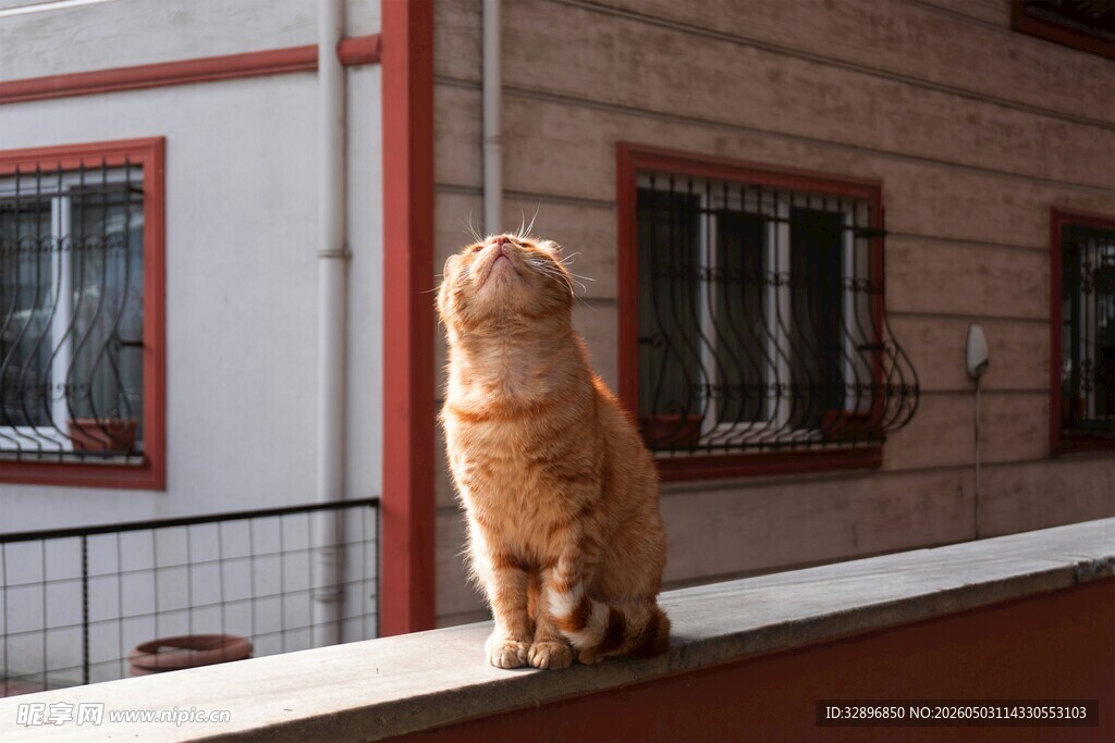 阳台上眺望的橘猫
