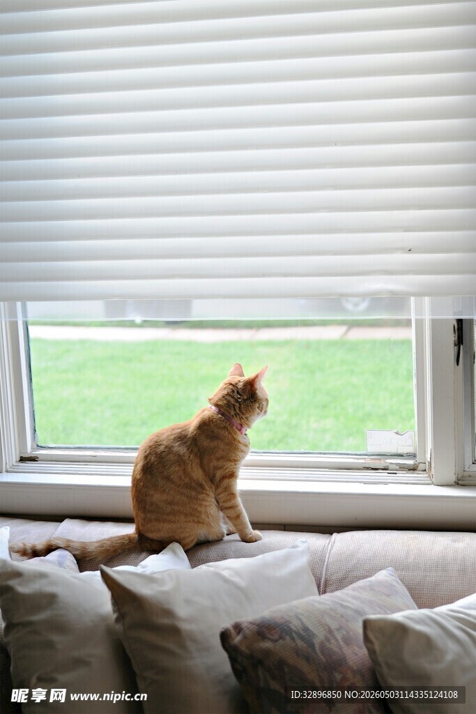 窗边猫咪眺望绿意
