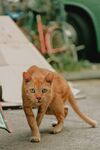 橘猫在户外迈步
