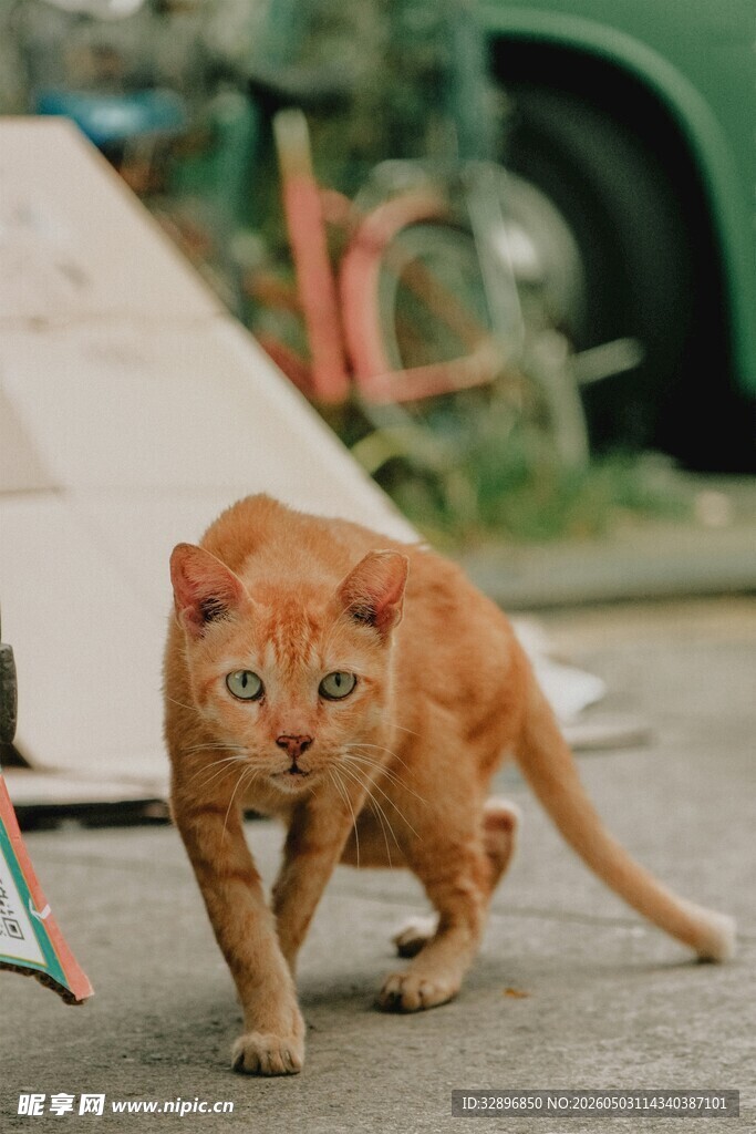 橘猫在户外迈步