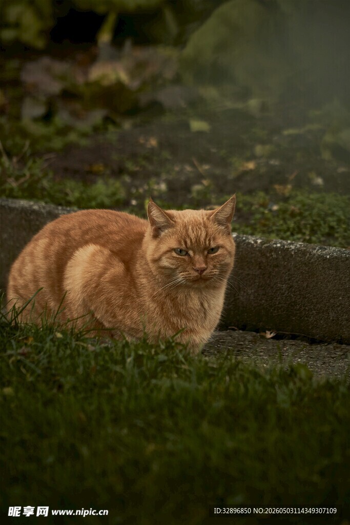橘猫趴卧在绿意盎然处