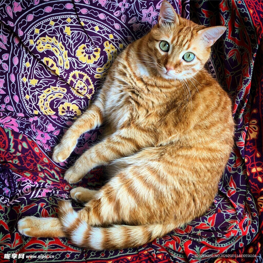 橘猫惬意躺于绚丽织物上