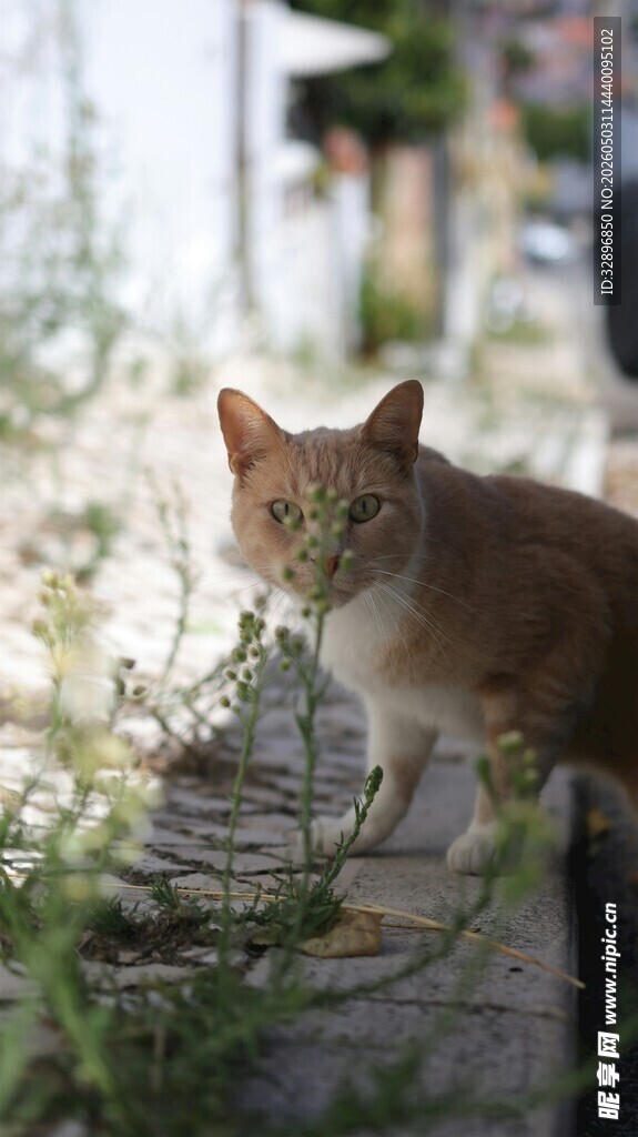 户外小猫立于绿植旁