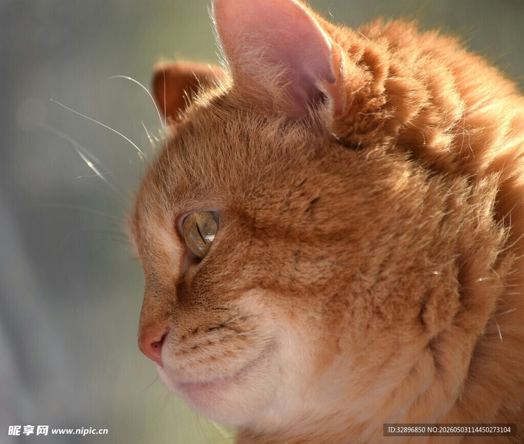 橘猫侧颜特写