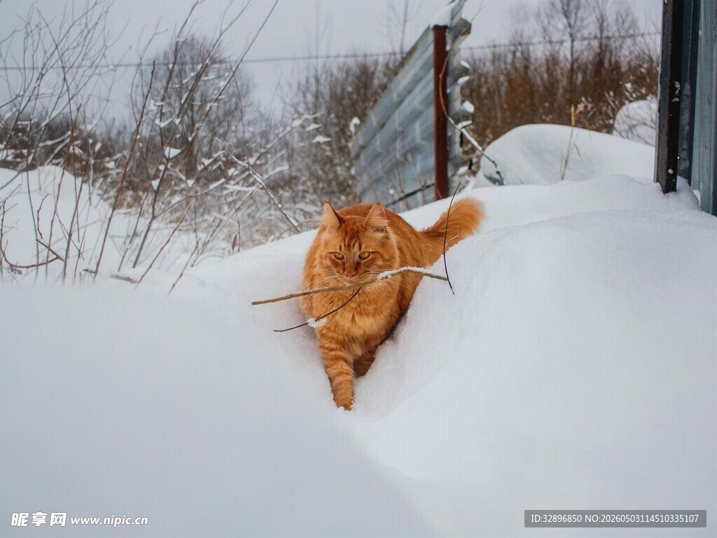 雪地中漫步的橘色猫咪