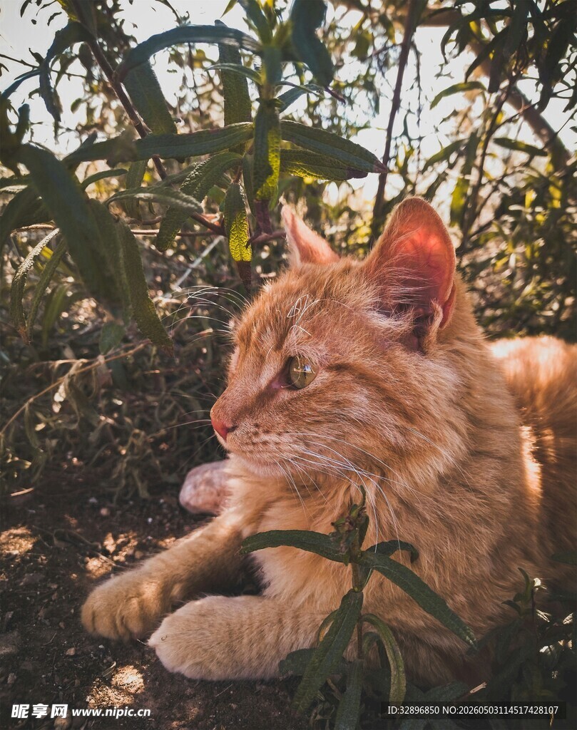阳光下惬意的橘猫