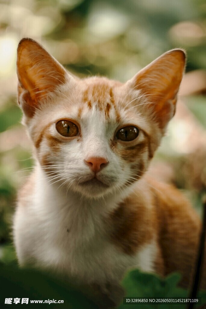 可爱橘白小猫凝视瞬间