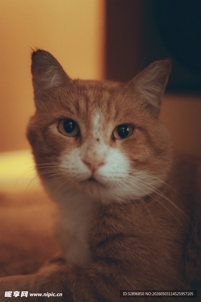 可爱橘猫专注凝视瞬间