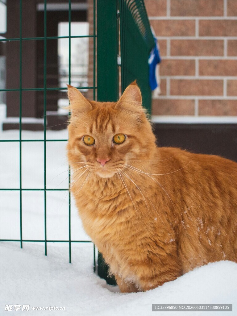 雪地中的橘猫