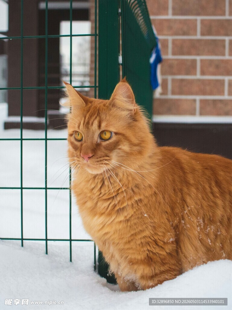 雪地中的橘色长毛猫咪
