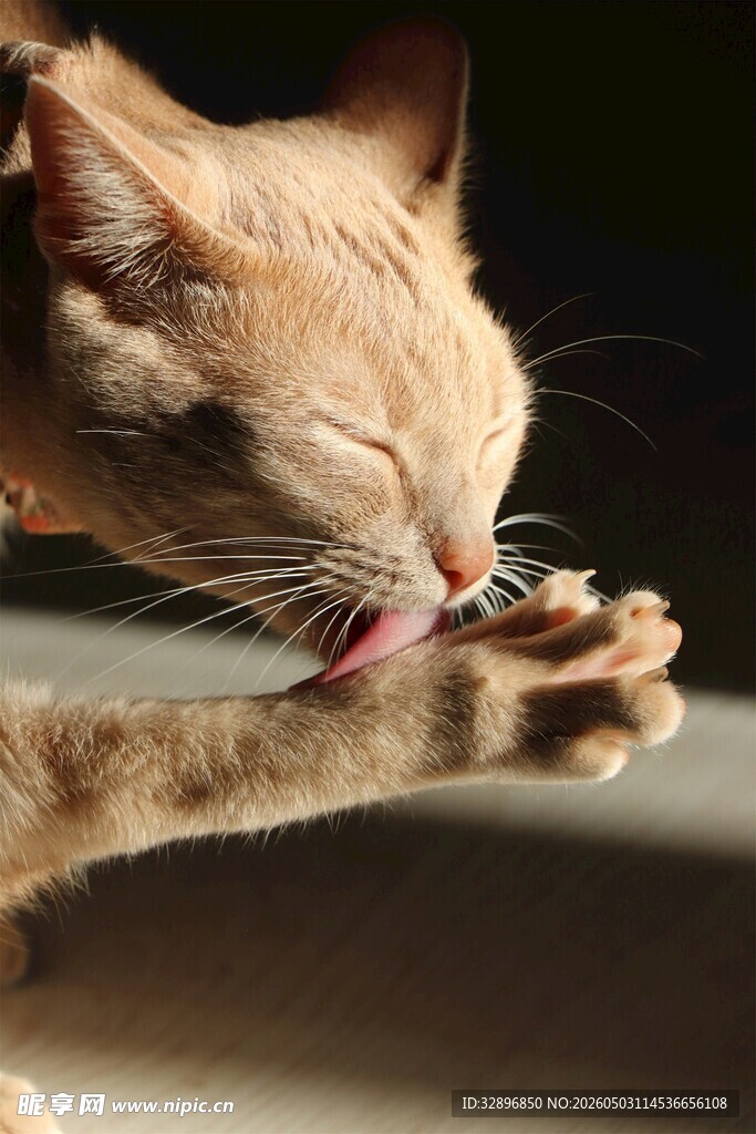 猫咪专注舔爪瞬间