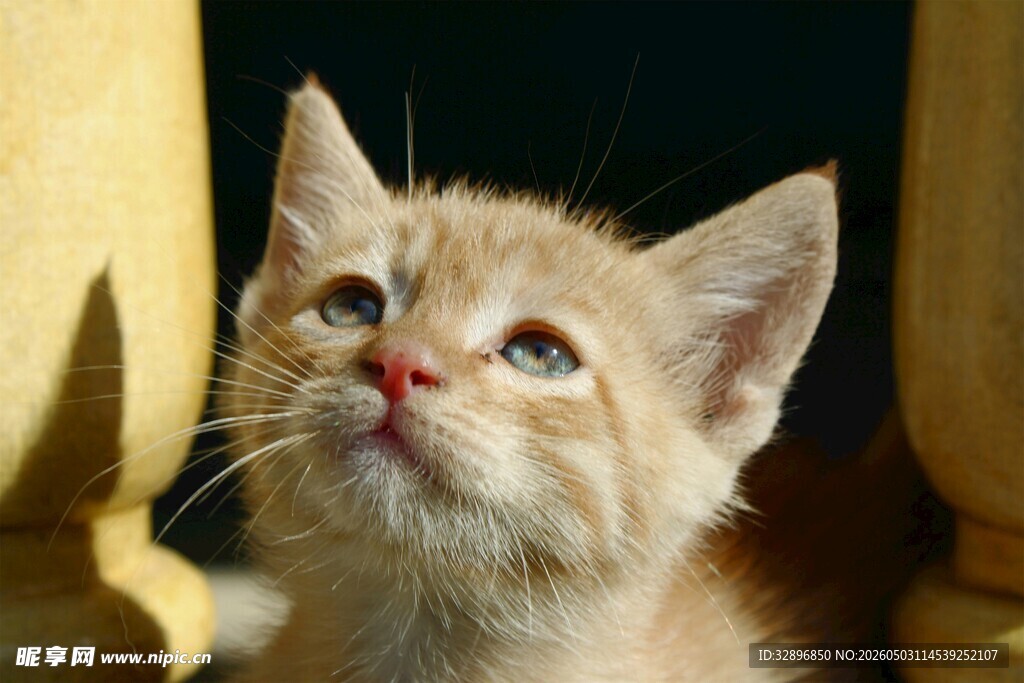 仰头的可爱小橘猫