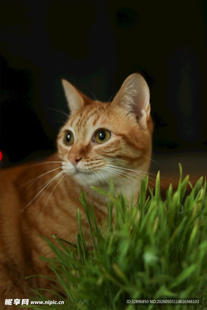 橘猫卧于翠绿草丛中