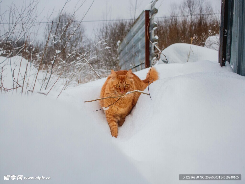 雪中橘猫漫步