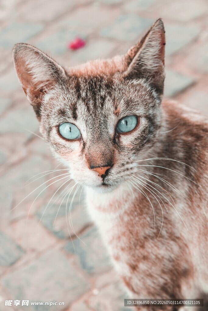 蓝眼斑纹猫的可爱瞬间