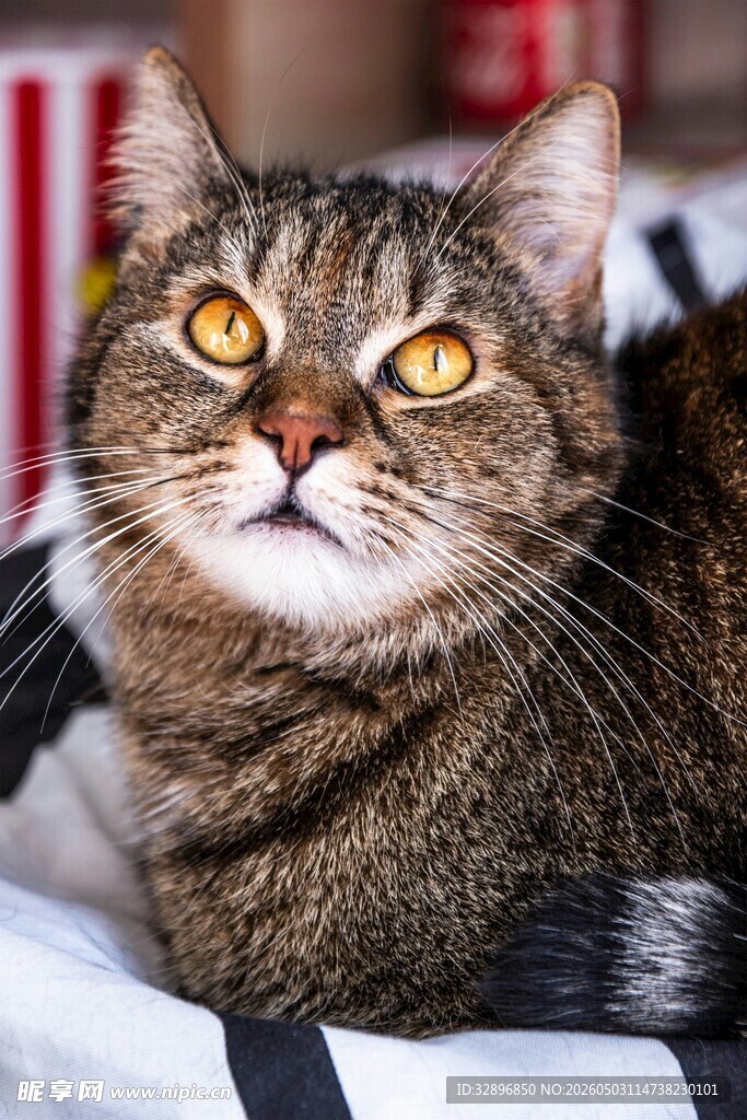 可爱猫咪仰头凝视瞬间