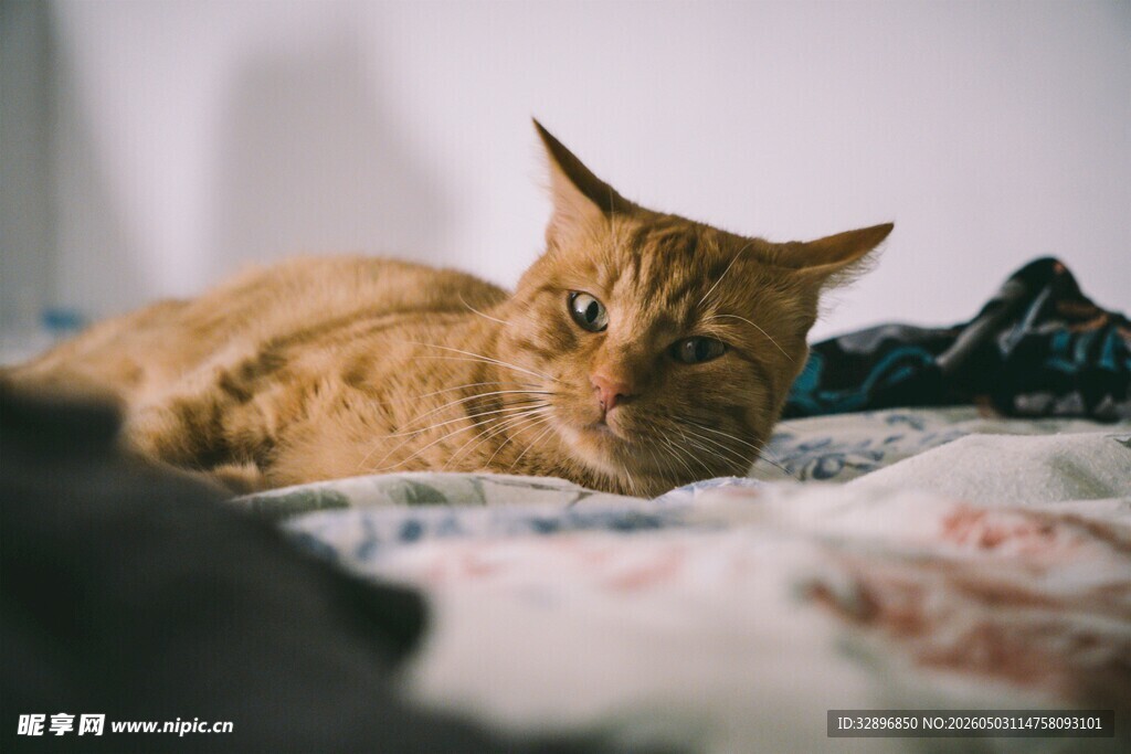 橘猫慵懒躺卧在床铺