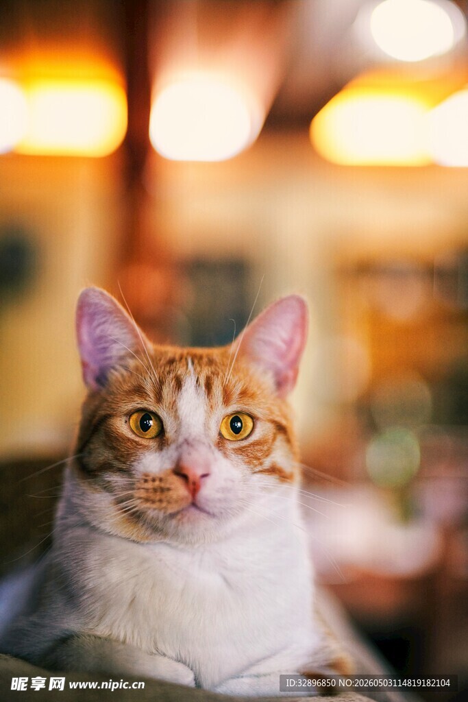 可爱猫咪惬意趴卧
