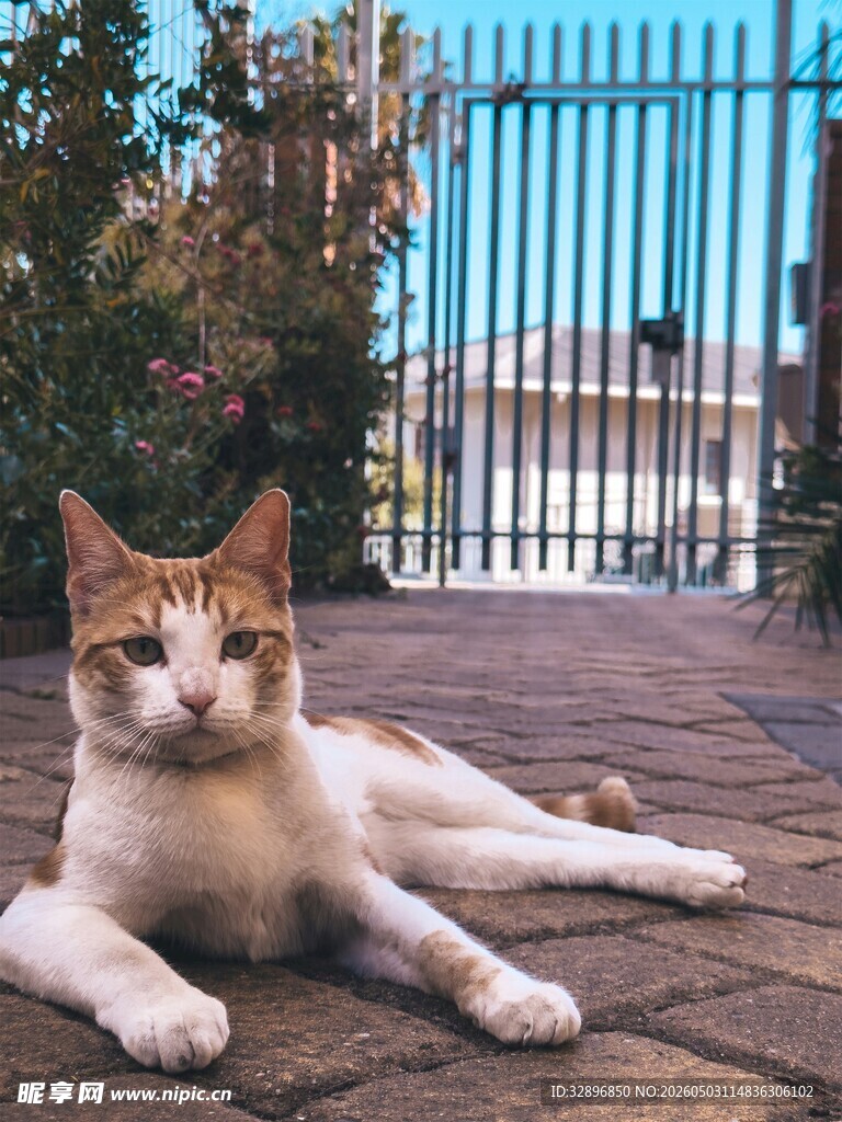 阳光下悠闲躺卧的猫咪