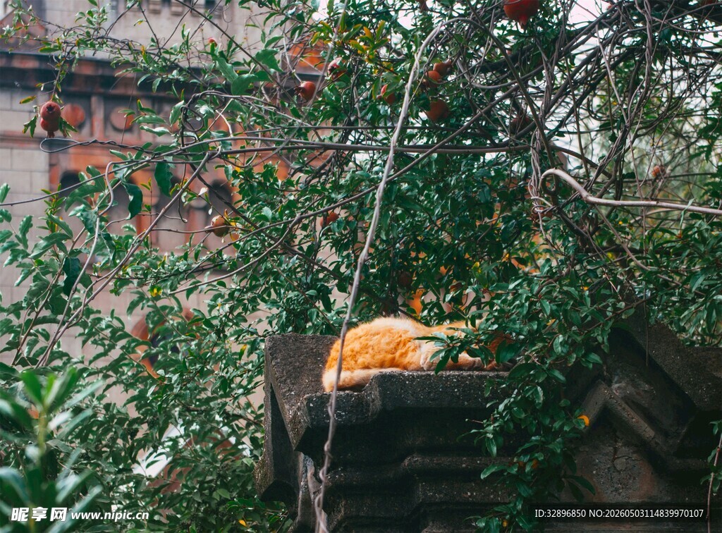 石墩上休憩的橘猫