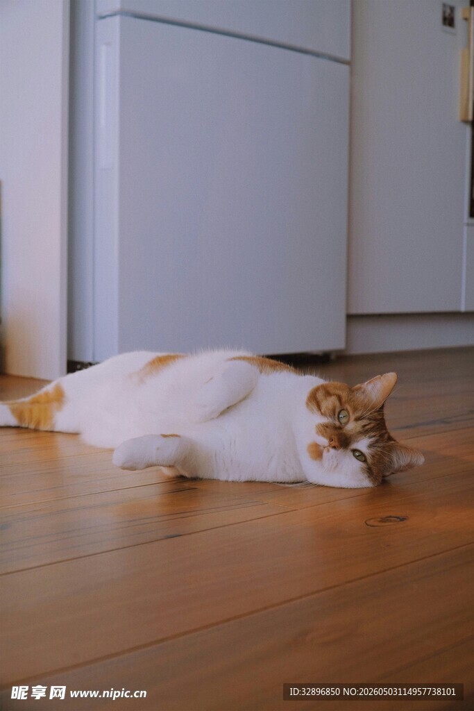 慵懒猫咪惬意躺木地板上