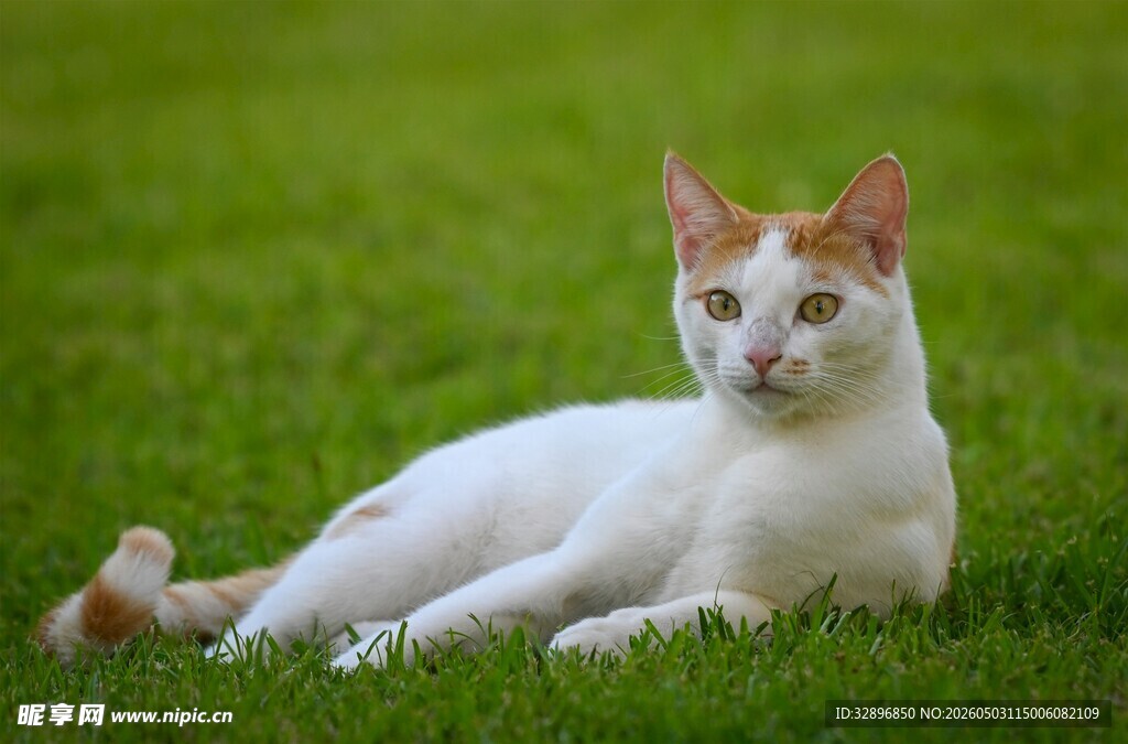 草地上的可爱猫咪