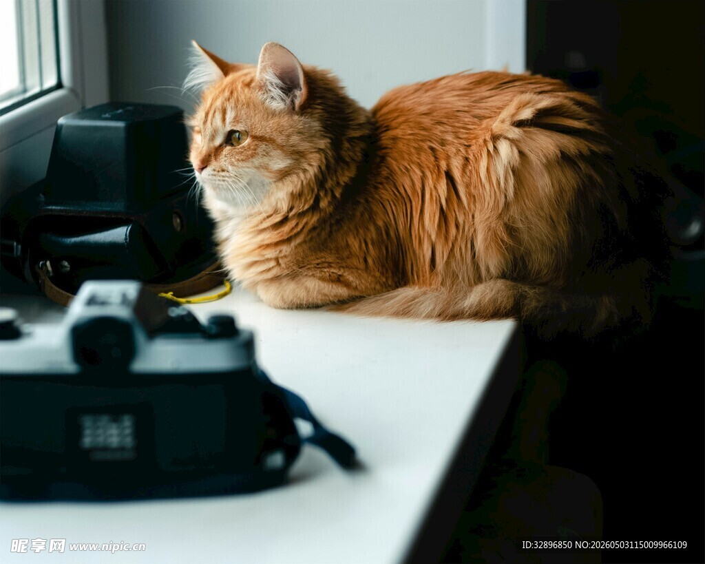 橘猫趴桌尽显慵懒姿态