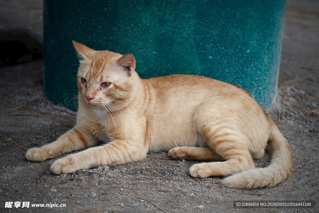 慵懒猫咪惬意趴地