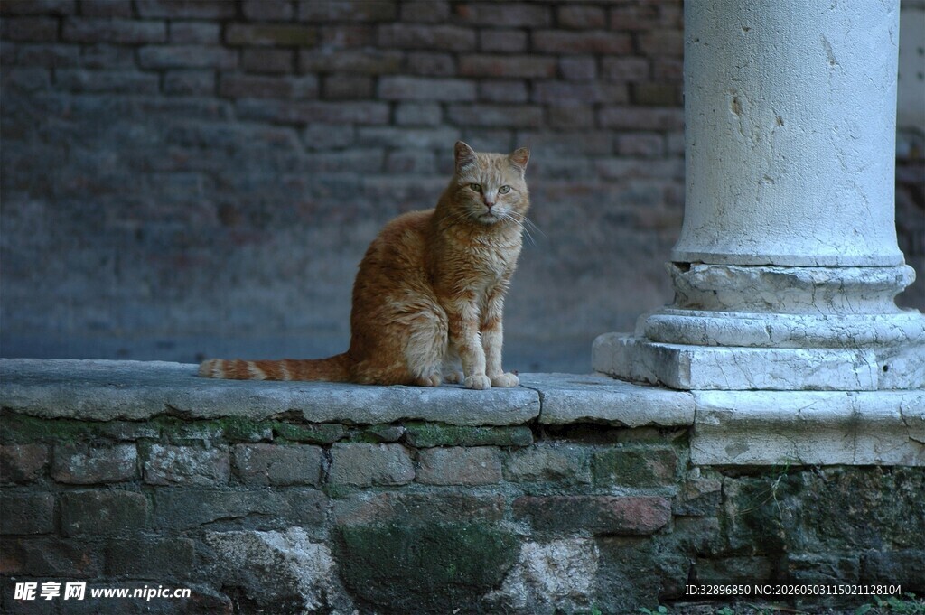 石台上的橘猫