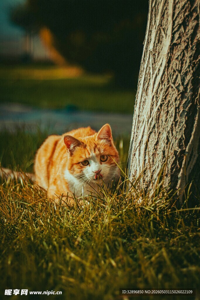 树下休憩的橘猫