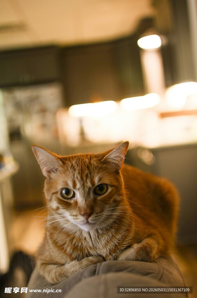 橘猫依偎在人的手上