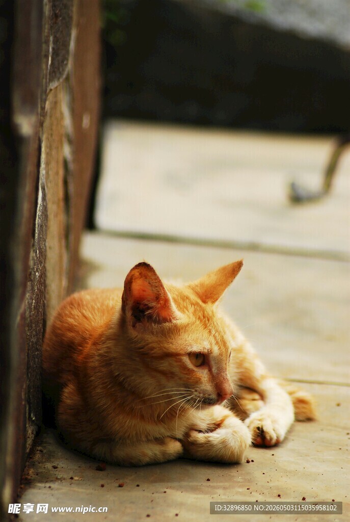 橘猫慵懒趴地